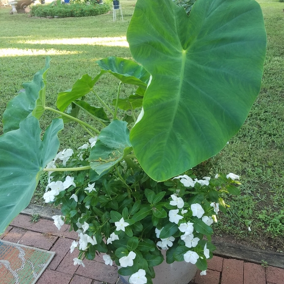 Meet your Posher, Evelyn - Picture 3 of 3